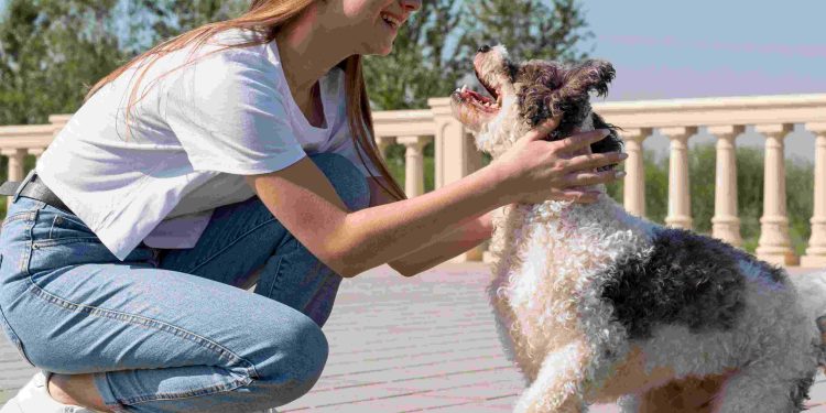 Your Comprehensive Guide to Lagotto Romagnolo Puppies: From Breeder Insights to Adoption Tips