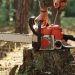 Precision Cutting in Orchards: How Stihl Gear Protects Tree Health
